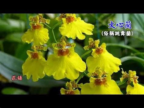 文心蘭花語|文心蘭的花語